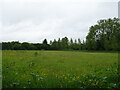 Meadow, Howe Hill