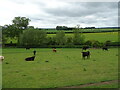 Cattle near the River Thame