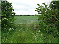 Field entrance off Watlington Road (B480)