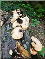 Bracket fungus, Bekesbourne