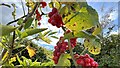 Black Bryony - Dioscorea communis