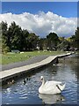 Swan at Cold Knap