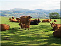 Cattle on the hillside