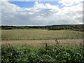 Waste ground, Berry Hill