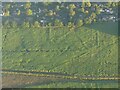 Cropmarks on field S of Woodhall Spa: aerial 2022 (1)