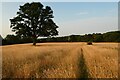 Farmland, Aldermaston