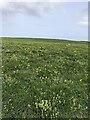 A field of dandelions