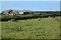 Pasture and farm buildings, St Agnes