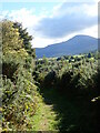 A view of Slieve Donard from the Drumee green lane