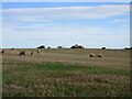 Cattle feeding