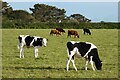 Pasture above Silverwell, Perranzabuloe