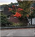 Autumn colours, Almond Court, Malpas, Newport