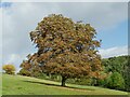 Autumn colours appearing on the Temple Newsam estate