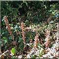 Broomrape among ivy, Dulwich Upper Wood, London