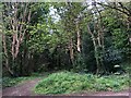 Woodland north of St David