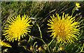 Corn Sow-thistle (Sonchus arvensis)