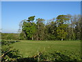 Grazing towards Beggarspath Wood