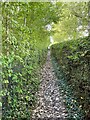 Leafy footpath into town