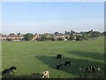 Cattle at Stoke Prior