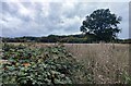 Farmland near Freeholt Wood