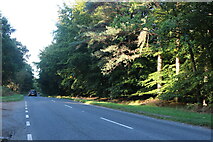 TL8081 : Bury Road in Elveden Woods by David Howard