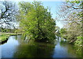 The River Test between Chilbolton and Wherwell