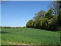 Cereal crop beside woodland