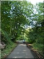 Taff Trail in woodland between Edwardsville and the River Taff