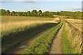 On the footpath to Sacombe Green