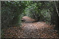 Wooded bridleway