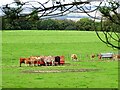 NZ1152 : Cattle around a feeder by Robert Graham