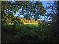 TF0820 : Autumn light, framed by Bob Harvey
