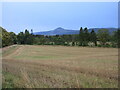 Field north of Strathmiglo