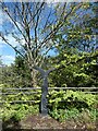 Sustrans milepost, edge of Merthyr Tydfil