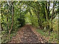 Former railway line in the Wyre Forest