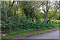 Woodland by Madeley Road near Beckbury, Shropshire