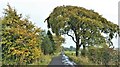 Autumn arrives on the road to Windyhill