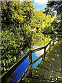 Boardwalk beside Crabtree Pond