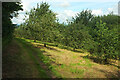 Orchard, Colwell Wood