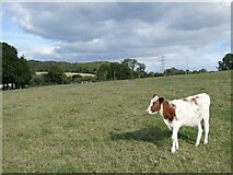 ST1072 : Grazing land near St Lythans burial chamber by David Smith