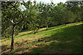 Orchard, Colwell Wood