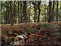 SO7676 : Wyre Forest near Lodge Hill Farm by Mat Fascione