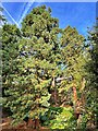 A pair of Giant Redwood trees in Whinfell Quarry Garden