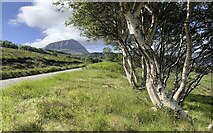 NC4755 : Twisted silver birch and Ben Hope by Alan Reid