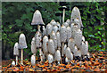 Shaggy ink cap mushrooms (Coprinus comatus)