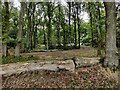 Woodland next to the Worcestershire Way