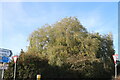 Willow tree on Cranfield Road, Salford