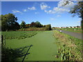 Duckweed covered rhyne, Yarrow Road, Mark