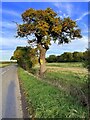 A noticed oak on Anchor Lane