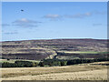 NY9640 : Grassy moorland on Crow Coal Hill by Trevor Littlewood